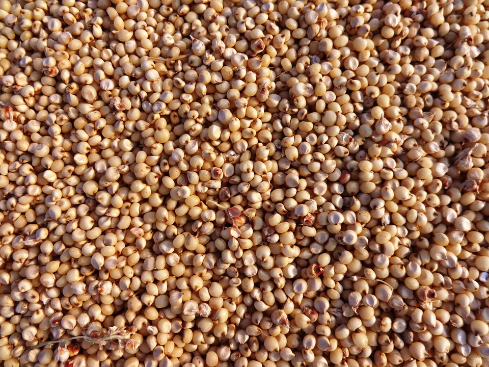 sorghum-275258_960_720