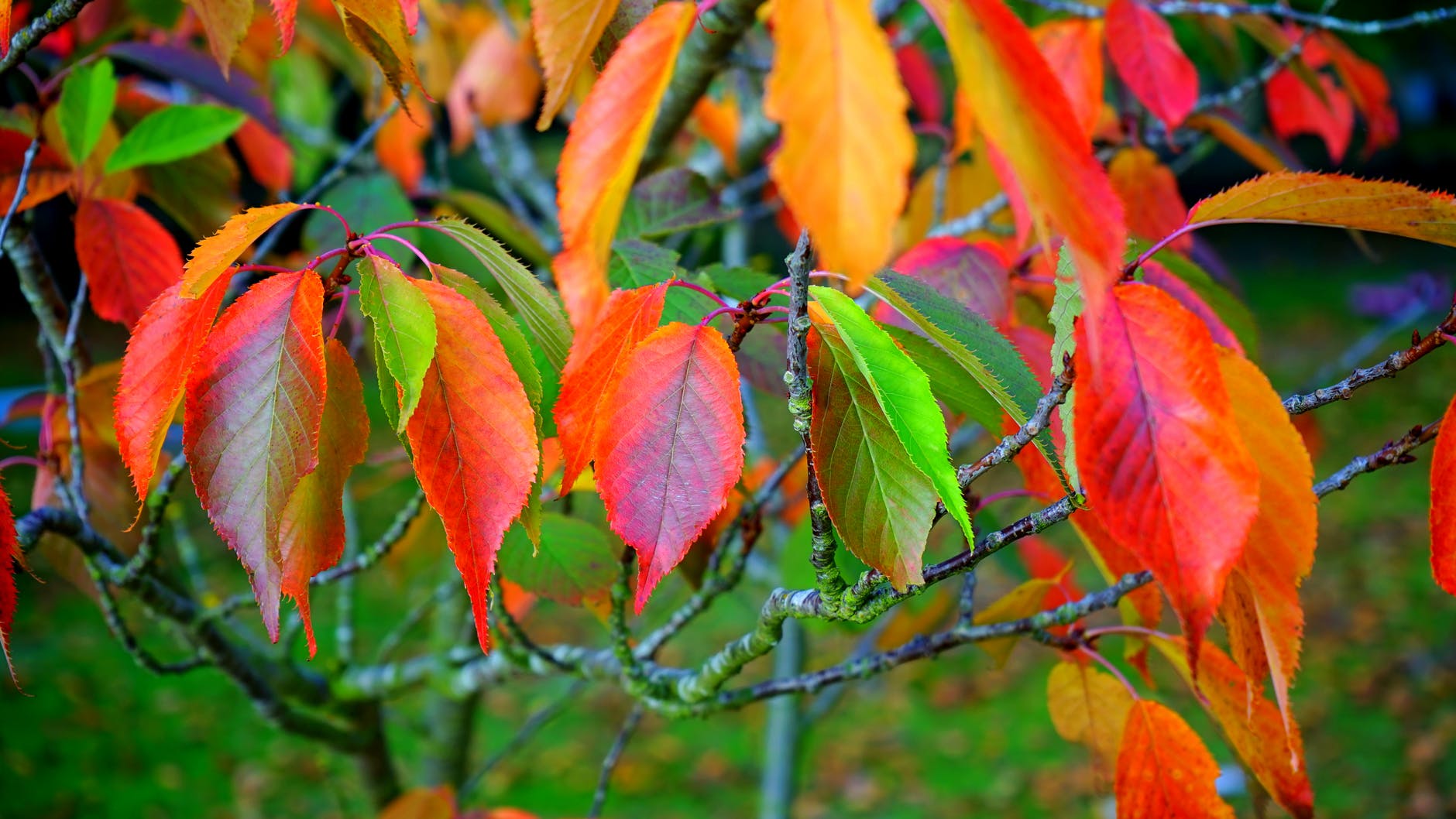 red green and orange leaves